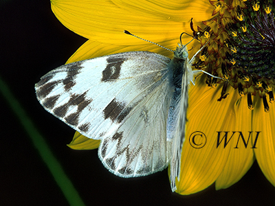 Checkered White (Pontia protodice)